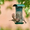 Dangers To Garden Birds