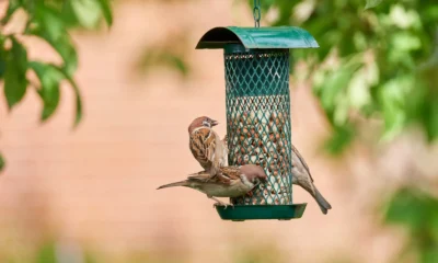 Dangers To Garden Birds
