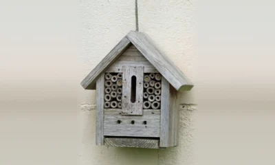 Wooden bug box with bamboo canes hanging on a garden wall