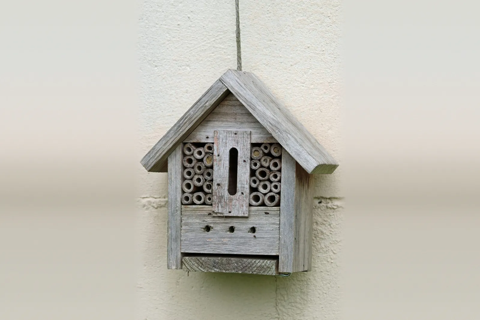 Wooden bug box with bamboo canes hanging on a garden wall