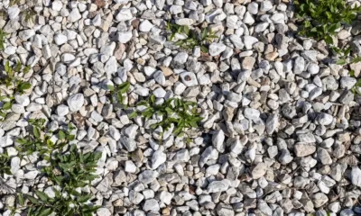 Small green plants growing through white gravel