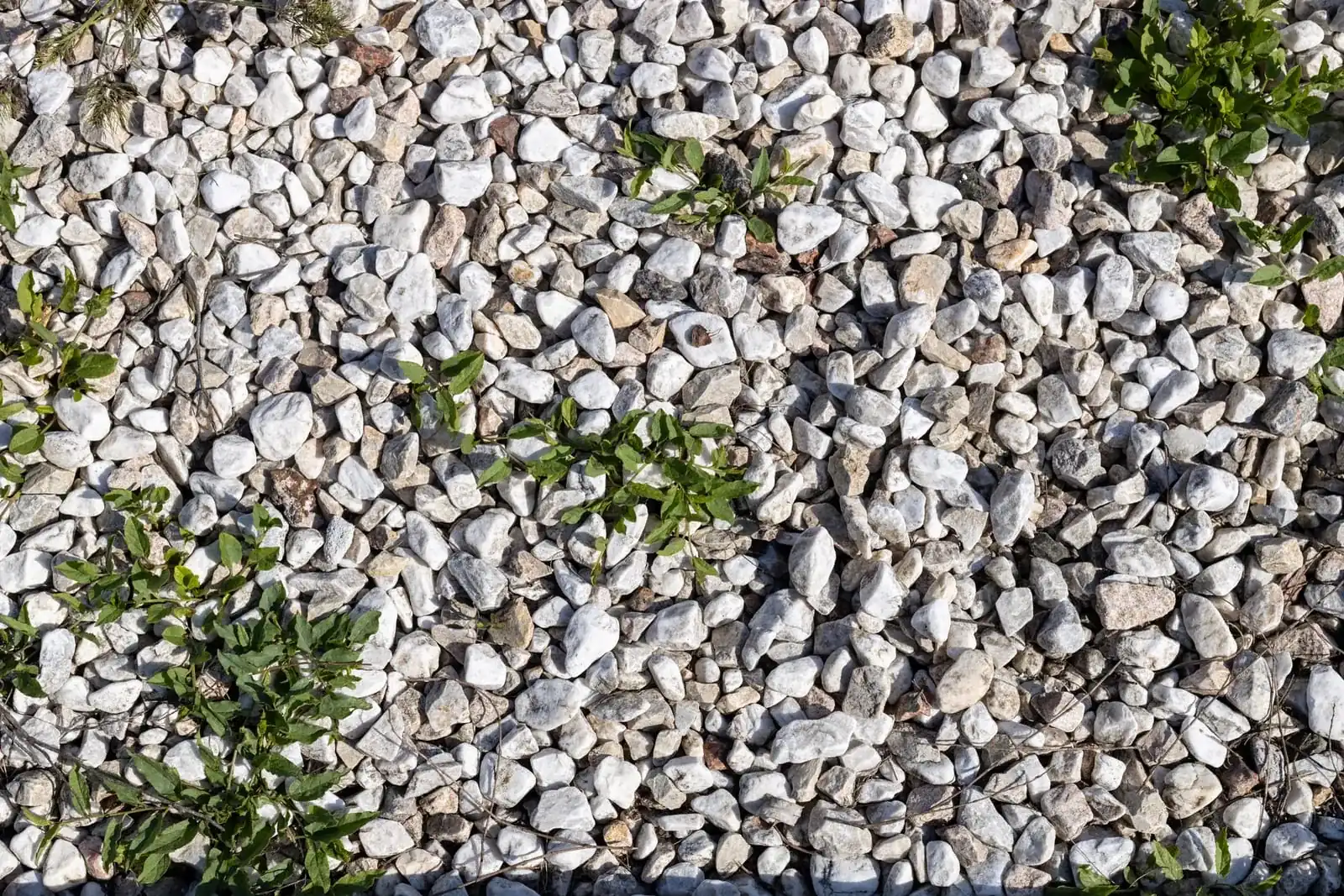 Small green plants growing through white gravel