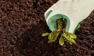 Gloved hand pulling a dandelion weed out of dark garden soil