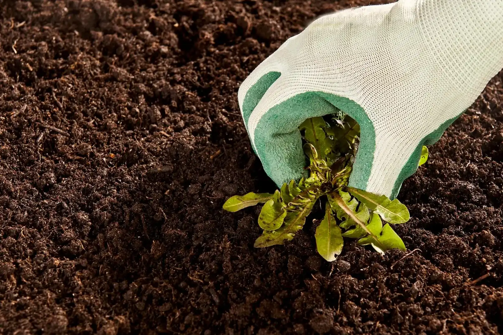 Gloved hand pulling a dandelion weed out of dark garden soil