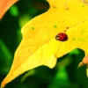 Red ladybird on a yellow autumn leaf