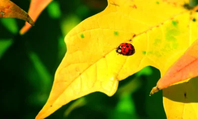 Red ladybird on a yellow autumn leaf