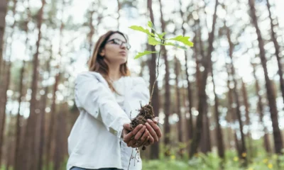 Young oak seedling held in cupped hands, showing how you can grow trees from seed