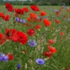 Poppies and cornflowers in flower, a good guide to choosing wildflower seeds