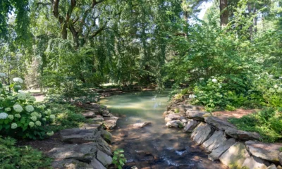 White hydrangeas flowering beside a garden stream