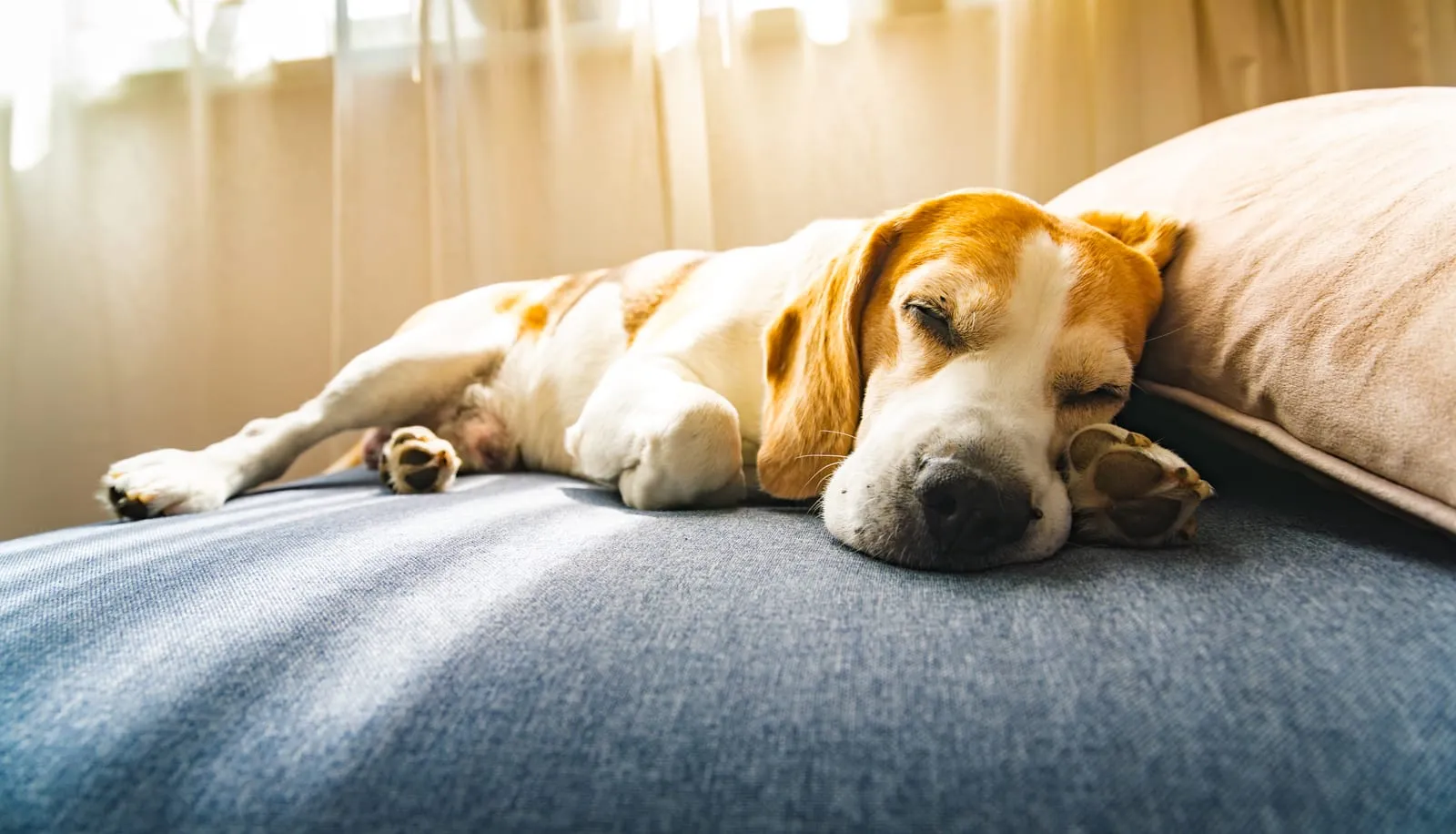 Beagle resting on a soft dog bed at home