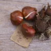 Tulip bulbs ready for autumn planting on a wooden garden table