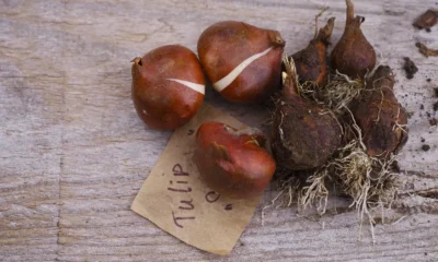 Tulip bulbs ready for autumn planting on a wooden garden table