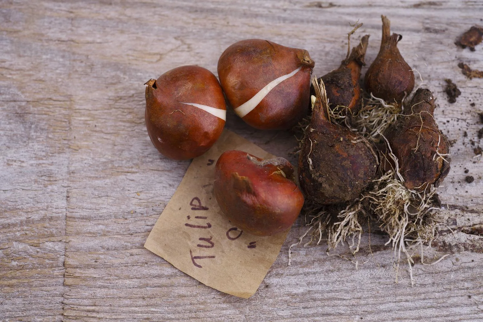 Tulip bulbs ready for autumn planting on a wooden garden table